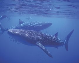 Spice Islands and Raja Ampat Photo 6