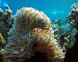 Spice Islands and Raja Ampat Photo 7