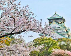 Cherry Blossoms of Japan Photo 1