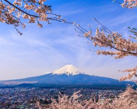 Cherry Blossoms of Japan Photo 9